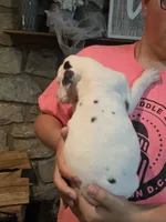 Harlequin female Pink collar , a female Great Dane for sale in Dayton, OH – 5 of 8