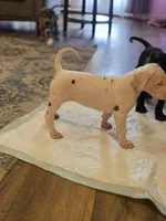Pink collar 💗 Harlequin female , a female Great Dane for sale in Dayton, OH – 3 of 9