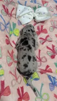 White collar 🤍AKC Merle Female , a female Great Dane for sale in Dayton, OH – 7 of 7
