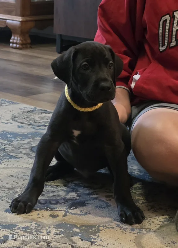 Yellow collar male  – Great Dane puppy for sale in Dayton, OH