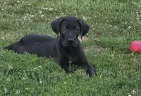 Orange collar male, a male Great Dane for sale in Dayton, OH – 2 of 9