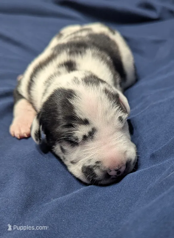 AKC Harlequin Male 💙 Blue collar  – Great Dane puppy for sale in Dayton, OH
