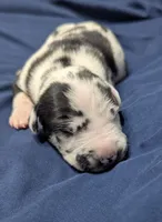 AKC Harlequin Male 💙 Blue collar , a male Great Dane for sale in Dayton, OH – 1 of 6