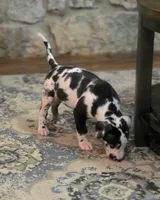 Harlequin male Blue collar , a male Great Dane for sale in Dayton, OH – 8 of 10
