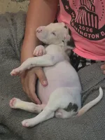 Harlequin female Pink collar , a female Great Dane for sale in Dayton, OH – 7 of 8