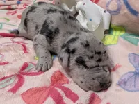 White collar 🤍AKC Merle Female , a female Great Dane for sale in Dayton, OH – 5 of 7
