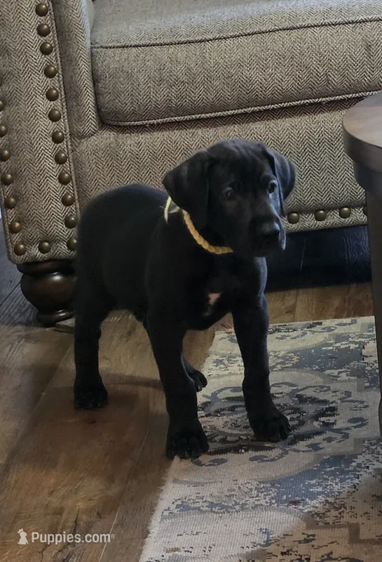 Yellow collar male  – Great Dane puppy for sale in Dayton, OH