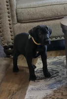 Yellow collar male , a male Great Dane for sale in Dayton, OH – 9 of 9