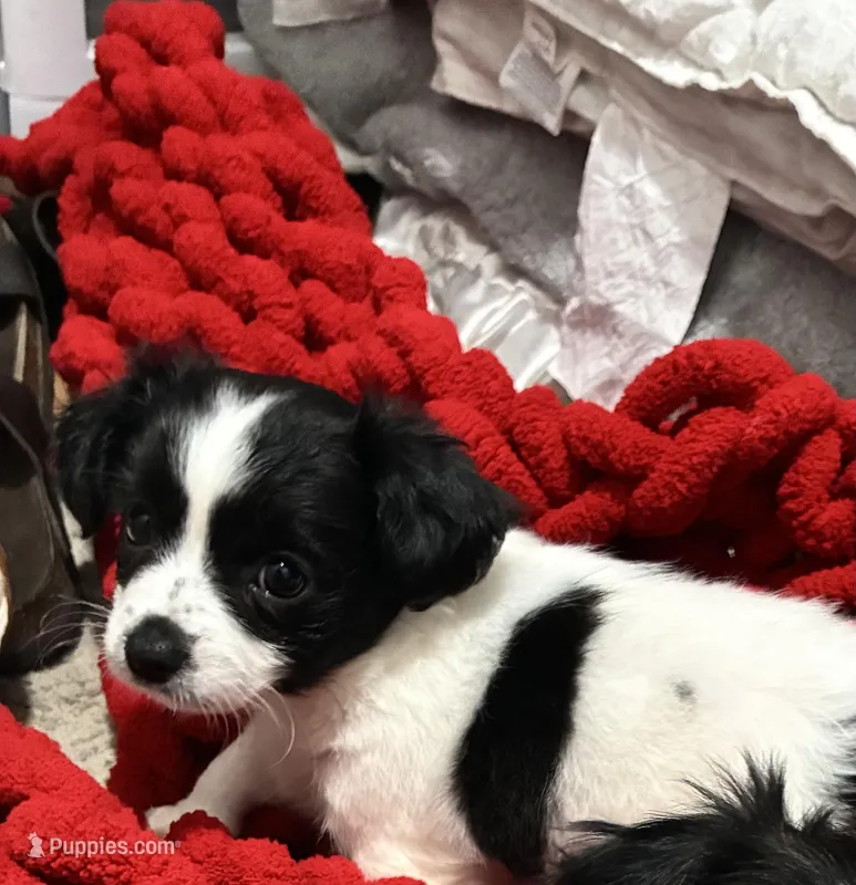 Oreo , a female Shih Tzu and Poodle - Miniature  for sale in Durham, NC – Photo 1 of 3