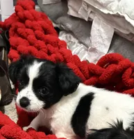 Oreo , a female Shih Tzu and Poodle - Miniature  for sale in Durham, NC – Photo 1 of 3