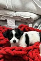 Oreo , a female Shih Tzu and Poodle - Miniature  for sale in Durham, NC – Photo 2 of 3