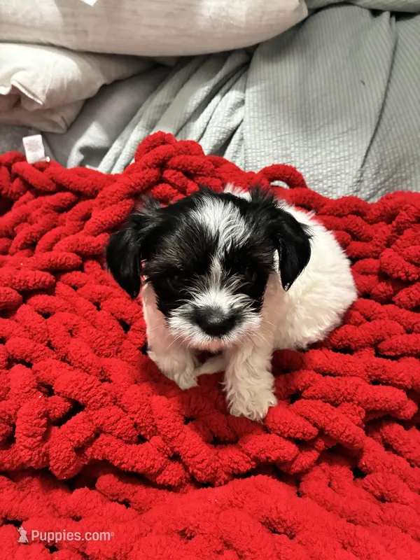 Molly – Shih Tzu, Poodle - Miniature  puppy for sale in Durham, NC