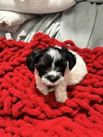 Molly, a female Shih Tzu and Poodle - Miniature  for sale in Durham, NC – Photo 1 of 3