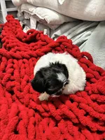 Molly, a female Shih Tzu and Poodle - Miniature  for sale in Durham, NC – Photo 2 of 3