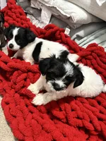 Molly, a female Shih Tzu and Poodle - Miniature  for sale in Durham, NC – Photo 3 of 3