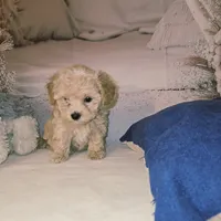 Puppy #2, a female Maltipoo for sale in Port Saint Lucie, FL – Photo 2 of 2