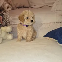 Puppy #2, a female Maltipoo for sale in Port Saint Lucie, FL – Photo 1 of 2