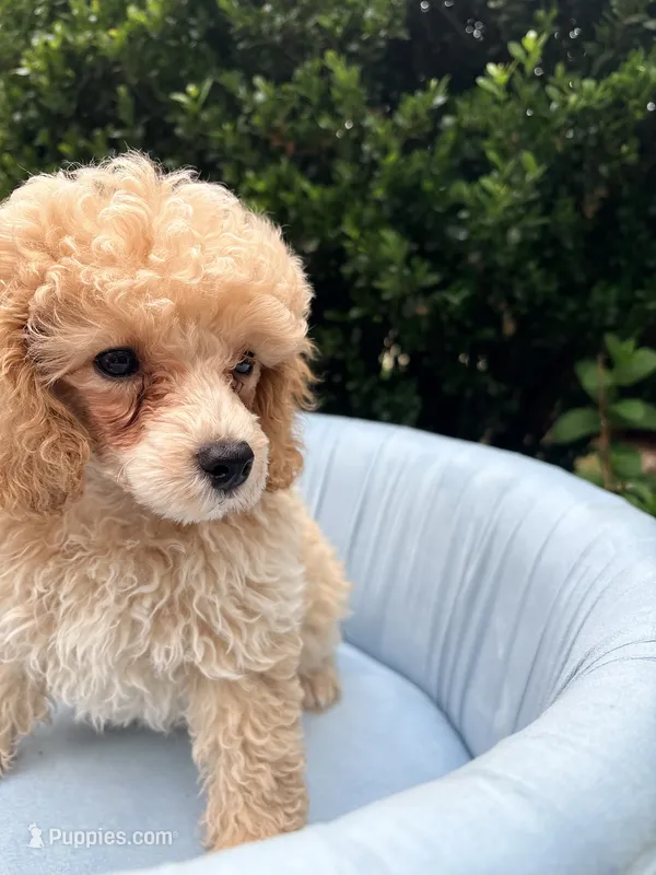 Leo – Poodle - Toy  puppy for sale in Apex, NC