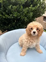 Leo, a male Poodle - Toy  for sale in Apex, NC – 4 of 4