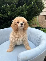 Leo, a male Poodle - Toy  for sale in Apex, NC – 3 of 4