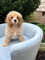 Leo, a male Poodle - Toy  for sale in Apex, NC – 2 of 4