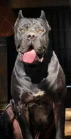Girl 4, a female Cane Corso for sale in Inkster, MI – 3 of 9