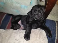 Drogo, a male Labrador Retriever for sale in Inkster, MI – 4 of 4