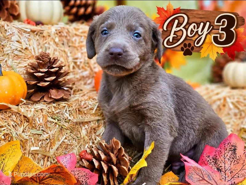 Boy 3 – Labrador Retriever puppy for sale in Inkster, MI