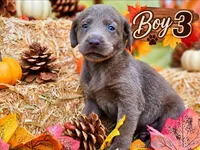 Boy 3, a male Labrador Retriever for sale in Inkster, MI – 1 of 7