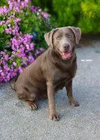 Boy 7, a male Labrador Retriever for sale in Inkster, MI – 4 of 7
