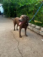 Fawna , a female Labrador Retriever for sale in Inkster, MI – 3 of 4