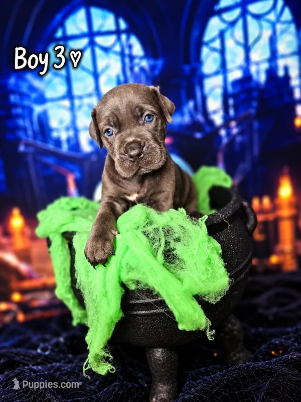 Boy 3 – Cane Corso puppy for sale in Inkster, MI