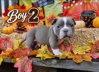 Boy 2, a male American Bully for sale in Inkster, MI – 1 of 3
