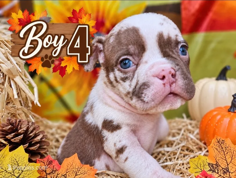 Boy 4 – American Bully puppy for sale in Inkster, MI