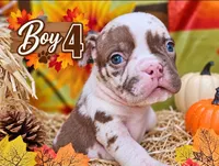 Boy 4, a male American Bully for sale in Inkster, MI – 1 of 3