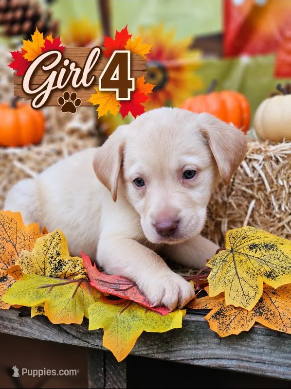 Girl 4 – Labrador Retriever puppy for sale in Inkster, MI