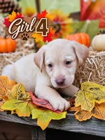 Girl 4, a male Labrador Retriever for sale in Inkster, MI – 1 of 7