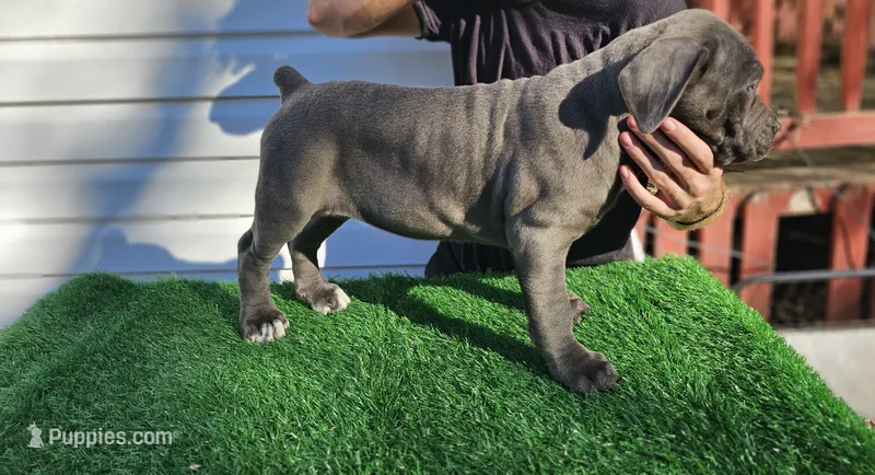 Girl 6 – Cane Corso puppy for sale in Inkster, MI