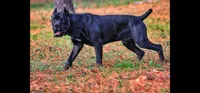 Boy 2, a male Cane Corso for sale in Inkster, MI – 7 of 9