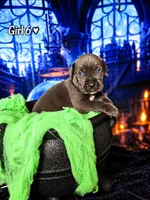 Girl 6, a female Cane Corso for sale in Inkster, MI – 1 of 9