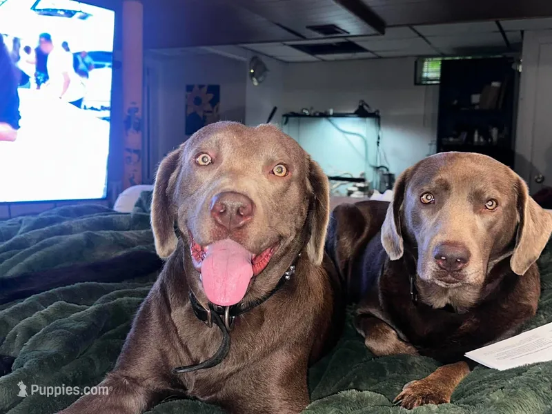 Fawna  – Labrador Retriever puppy for sale in Inkster, MI