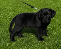 Drogo, a male Labrador Retriever for sale in Inkster, MI – 3 of 3