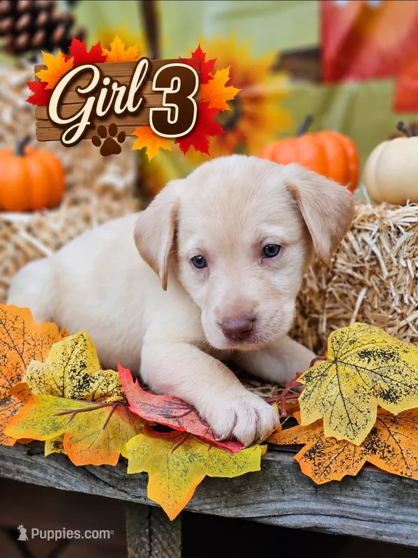 Girl 3 – Labrador Retriever puppy for sale in Inkster, MI