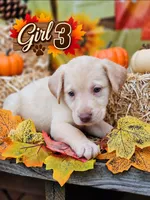 Girl 3, a male Labrador Retriever for sale in Inkster, MI – 1 of 7
