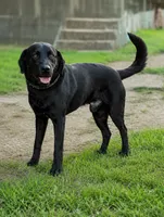 Girl 2, a female Labrador Retriever for sale in Inkster, MI – 6 of 7