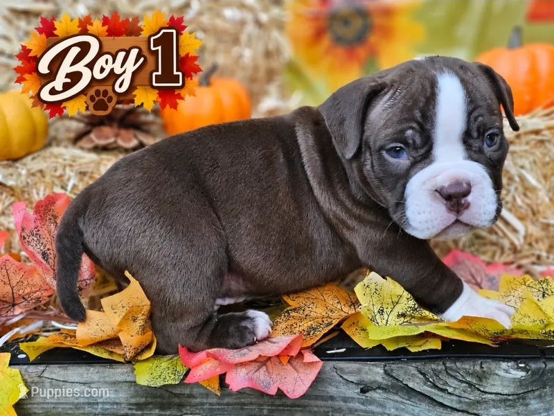 Boy 1 – American Bully puppy for sale in Inkster, MI