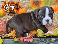 Boy 1, a male American Bully for sale in Inkster, MI – 1 of 3