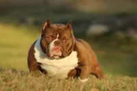 Girl 1, a female American Bully for sale in Inkster, MI – 3 of 3