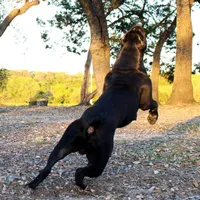 Girl 4, a female Cane Corso for sale in Inkster, MI – 6 of 9