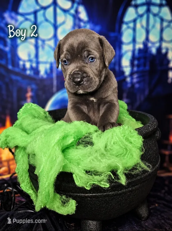 Boy 2 – Cane Corso puppy for sale in Inkster, MI